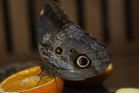 Butterfly on an orange segmentの写真素材
