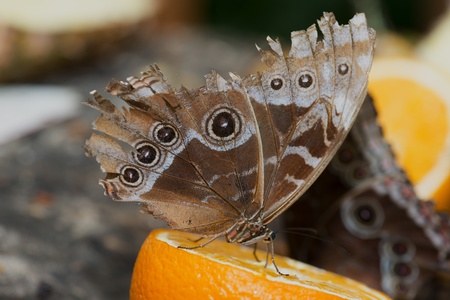 Butterfly on an orange segmentの写真素材