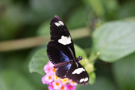 Butterfly in a natural settingの写真素材