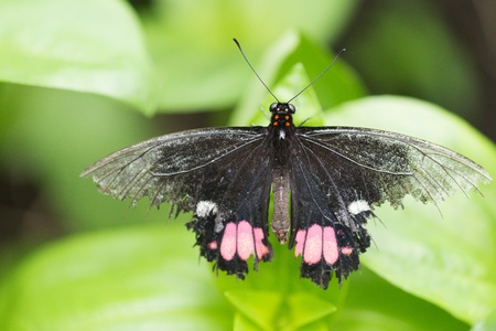 Butterfly in a natural settingの写真素材