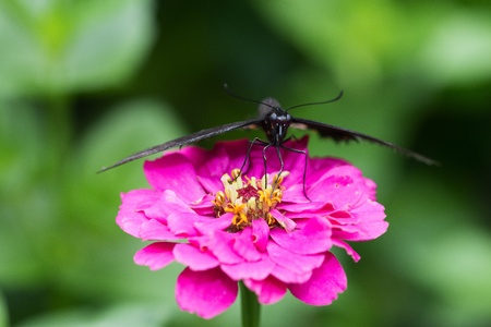 Butterfly in a natural settingの写真素材