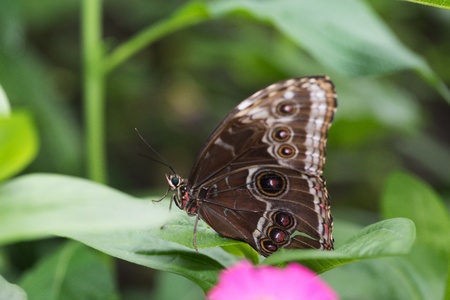 Butterfly in a natural settingの写真素材