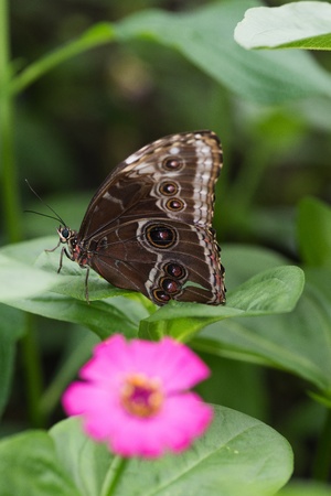 Butterfly in a natural settingの写真素材