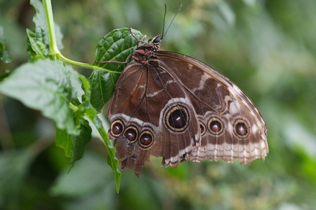 Butterfly in a natural settingの写真素材