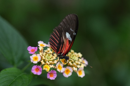 Butterfly in a natural settingの写真素材