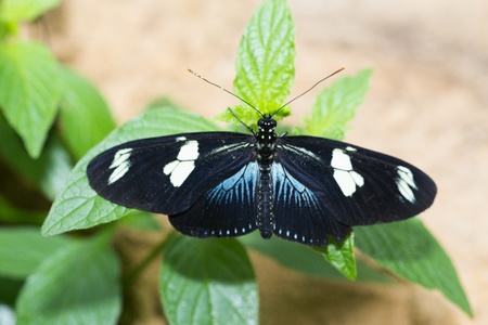 Butterfly in a natural settingの写真素材