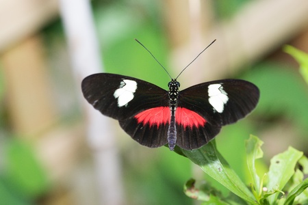 Butterfly in a natural settingの写真素材