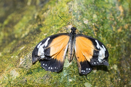 Butterfly in a natural settingの写真素材