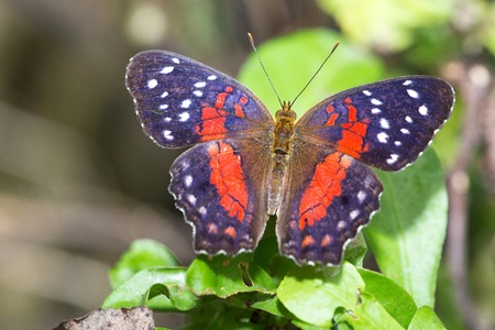 Butterfly in a natural settingの写真素材