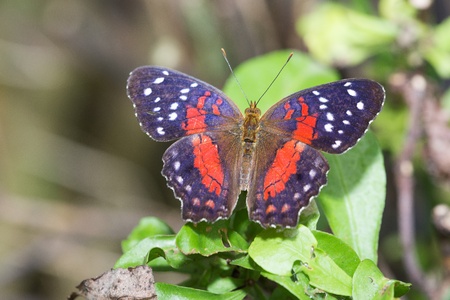 Butterfly in a natural settingの写真素材