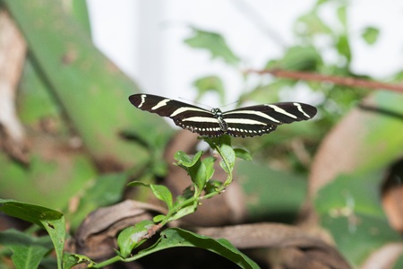 Butterfly in a natural settingの写真素材