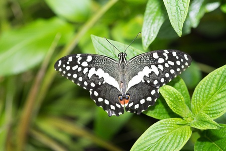 Butterfly in a natural settingの写真素材