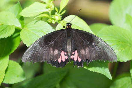 Butterfly in a natural settingの写真素材