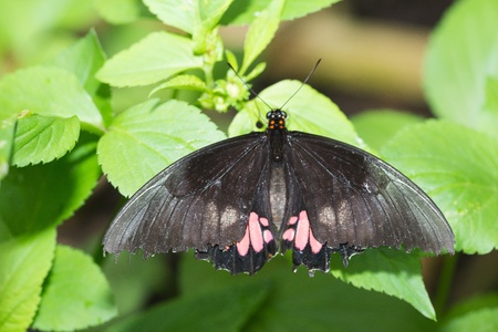 Butterfly in a natural setting