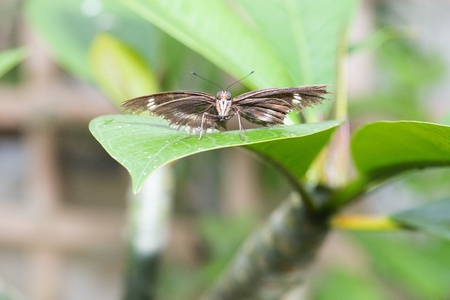 Butterfly in a natural settingの写真素材