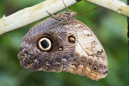 Butterfly in a natural settingの写真素材