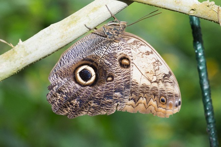 Butterfly in a natural settingの写真素材