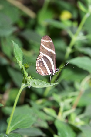 Butterfly in a natural settingの写真素材