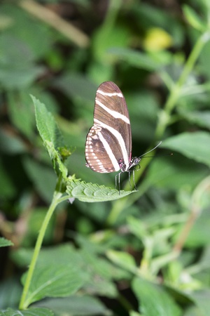 Butterfly in a natural settingの写真素材