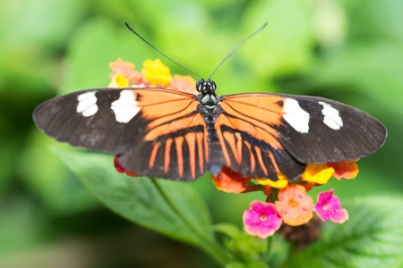 Orange and black Butterfly in a natural settingの写真素材