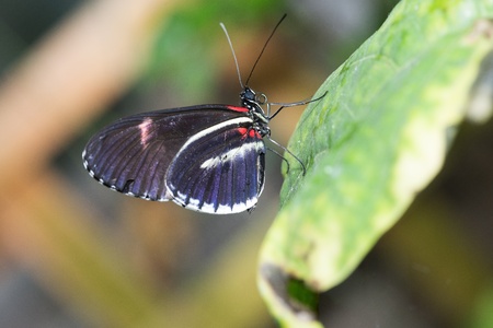 Butterfly in a natural settingの写真素材