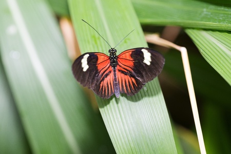 Butterfly in a natural settingの写真素材