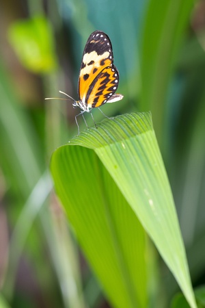 Butterfly in a natural settingの写真素材