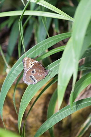 Butterfly in a natural settingの写真素材