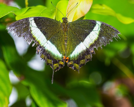 Butterfly in a natural settingの写真素材