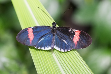 Butterfly in a natural settingの写真素材