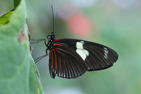 Butterfly in a natural settingの写真素材