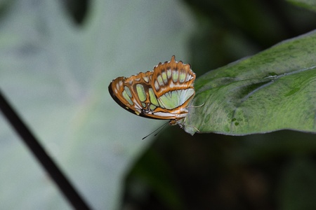 Butterfly in a natural settingの写真素材