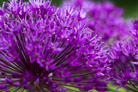 Purple Allium flowers in a gardenの写真素材