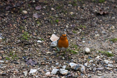 Robin Birdの写真素材