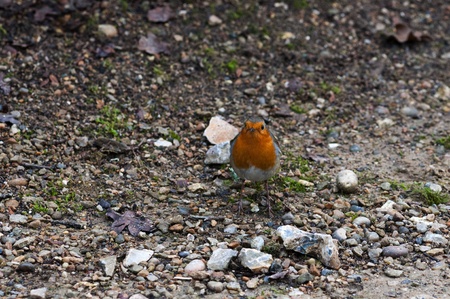 Robin Birdの写真素材