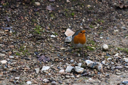 Robin Birdの写真素材