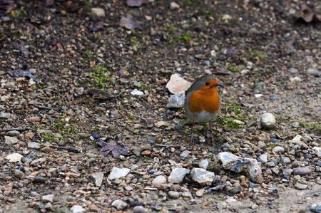Robin Birdの写真素材