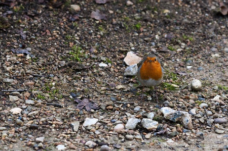Robin Birdの写真素材