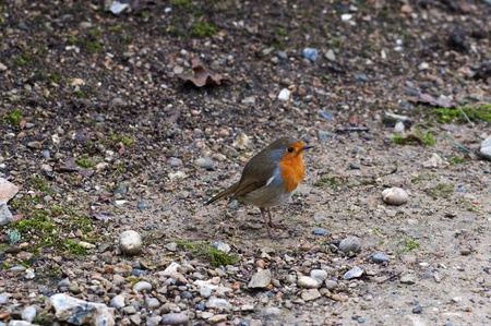Robin Birdの写真素材
