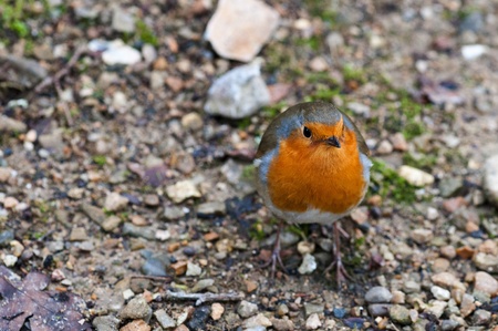 Robin Birdの写真素材