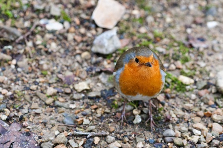Robin Birdの写真素材