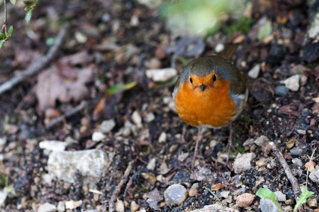 Robin Birdの写真素材