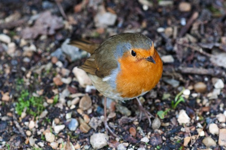 Robin Birdの写真素材