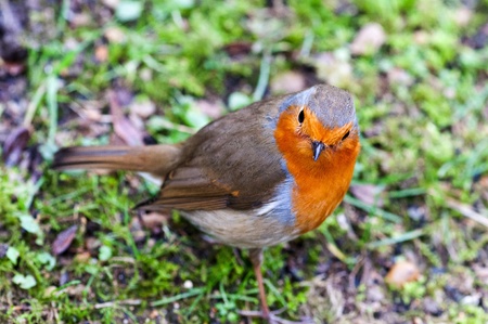 Robin Birdの写真素材