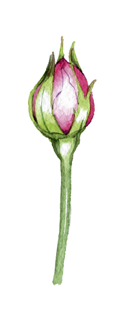 hand drawn drawn watercolor element design element to create postcards, logos, corporate identity and print productsの写真素材