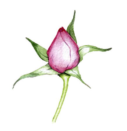 hand drawn drawn watercolor element design element to create postcards, logos, corporate identity and print productsの写真素材