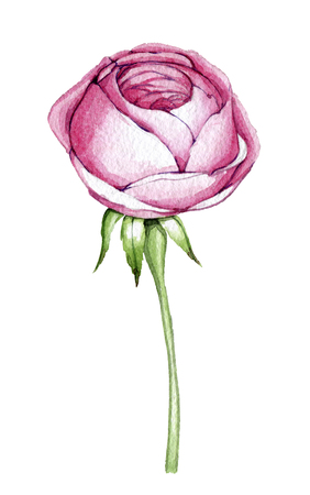 hand drawn drawn watercolor element design element to create postcards, logos, corporate identity and print productsの写真素材