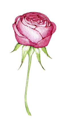 hand drawn drawn watercolor element design element to create postcards, logos, corporate identity and print productsの写真素材