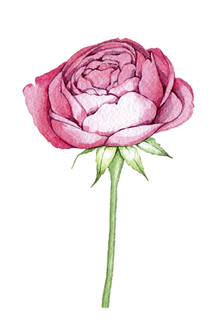 hand drawn drawn watercolor element design element to create postcards, logos, corporate identity and print productsの写真素材