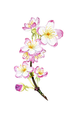 hand drawn watercolor blossoming branchの写真素材